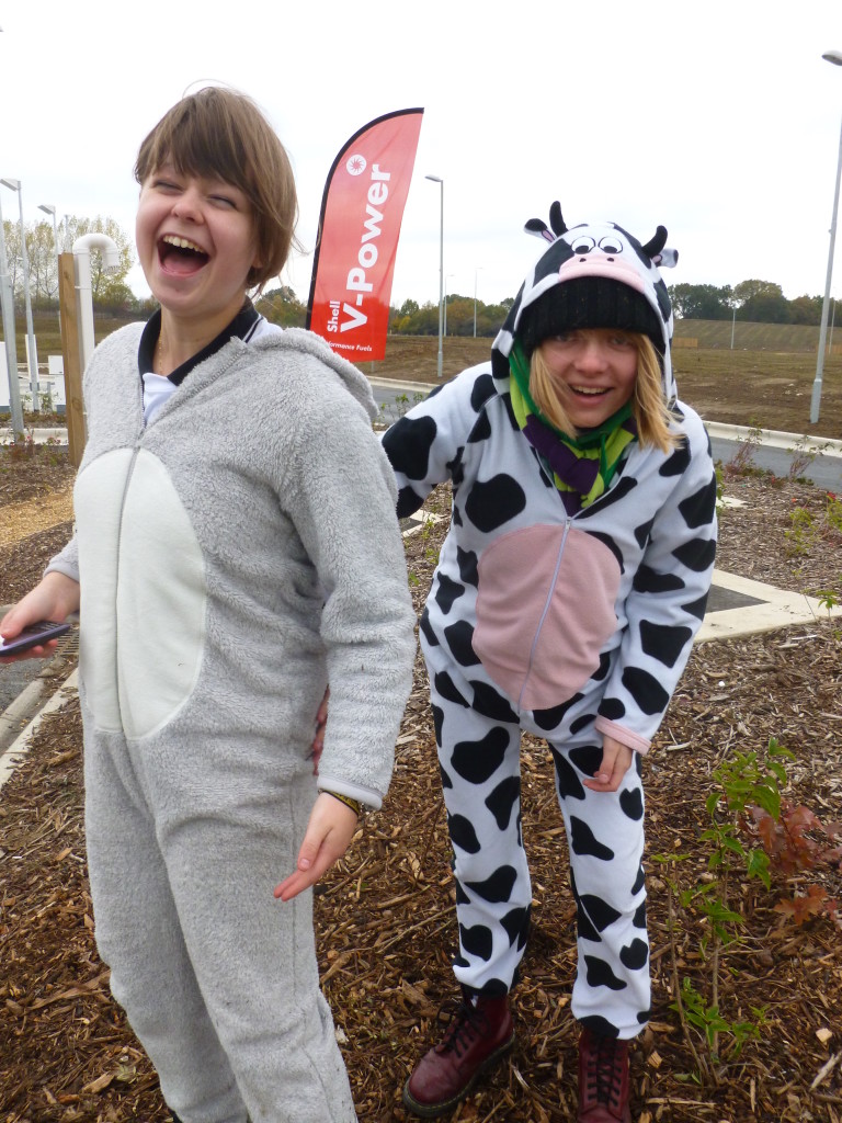 C'mon.... who wouldn't pick up a cow and an owl?!