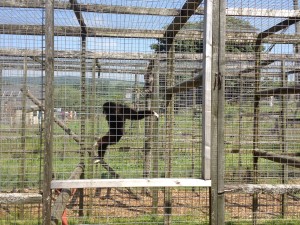 Ler Gibbon at Wales Ape & Monkey Sanctuary