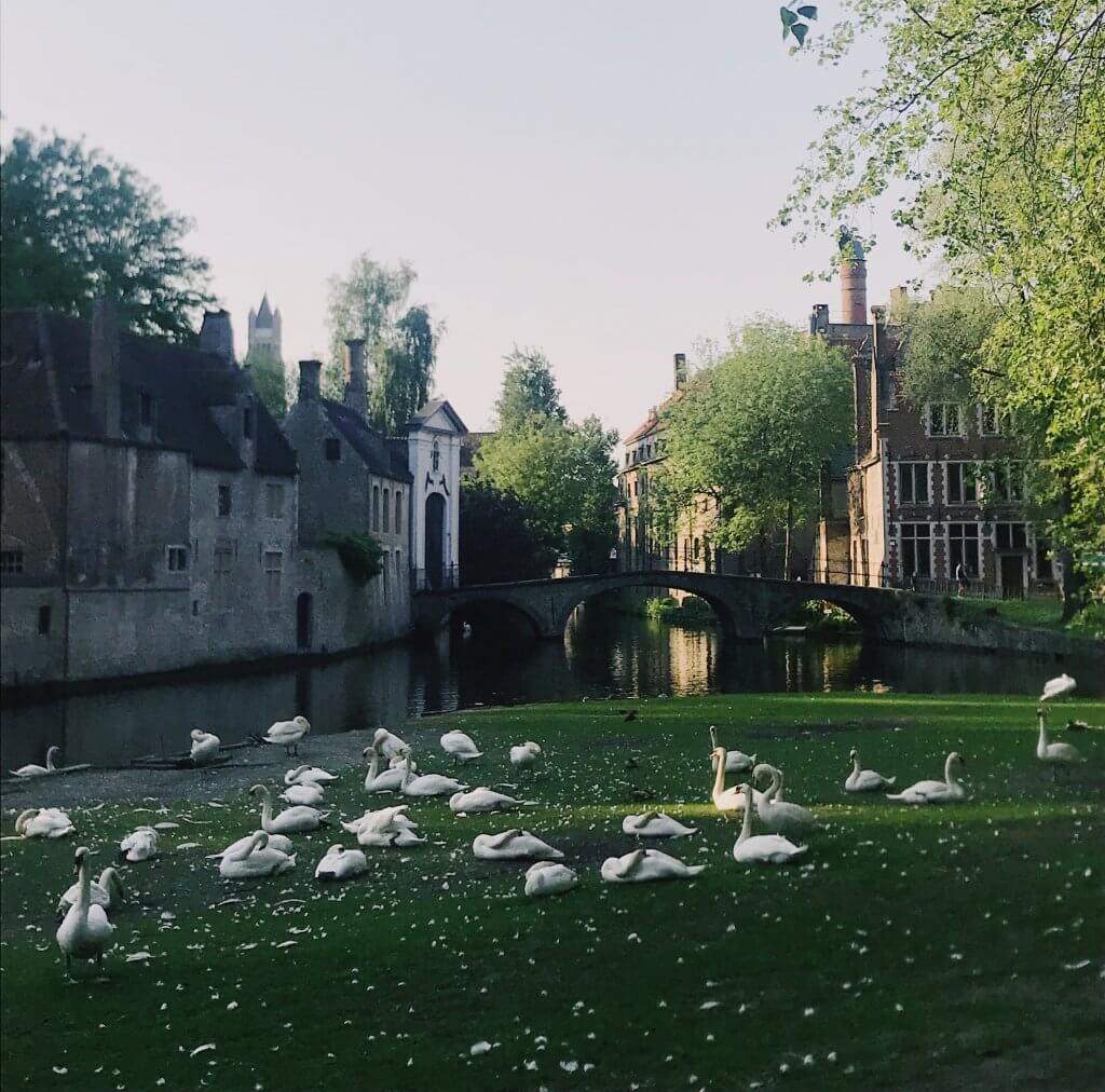 Swans Minnewater Lake